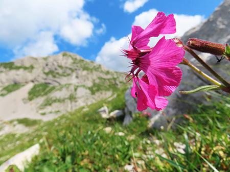 Sentiero dei fiori-alto-sent. 244-da Capanna 2000-3ag24- FOTOGALLERY